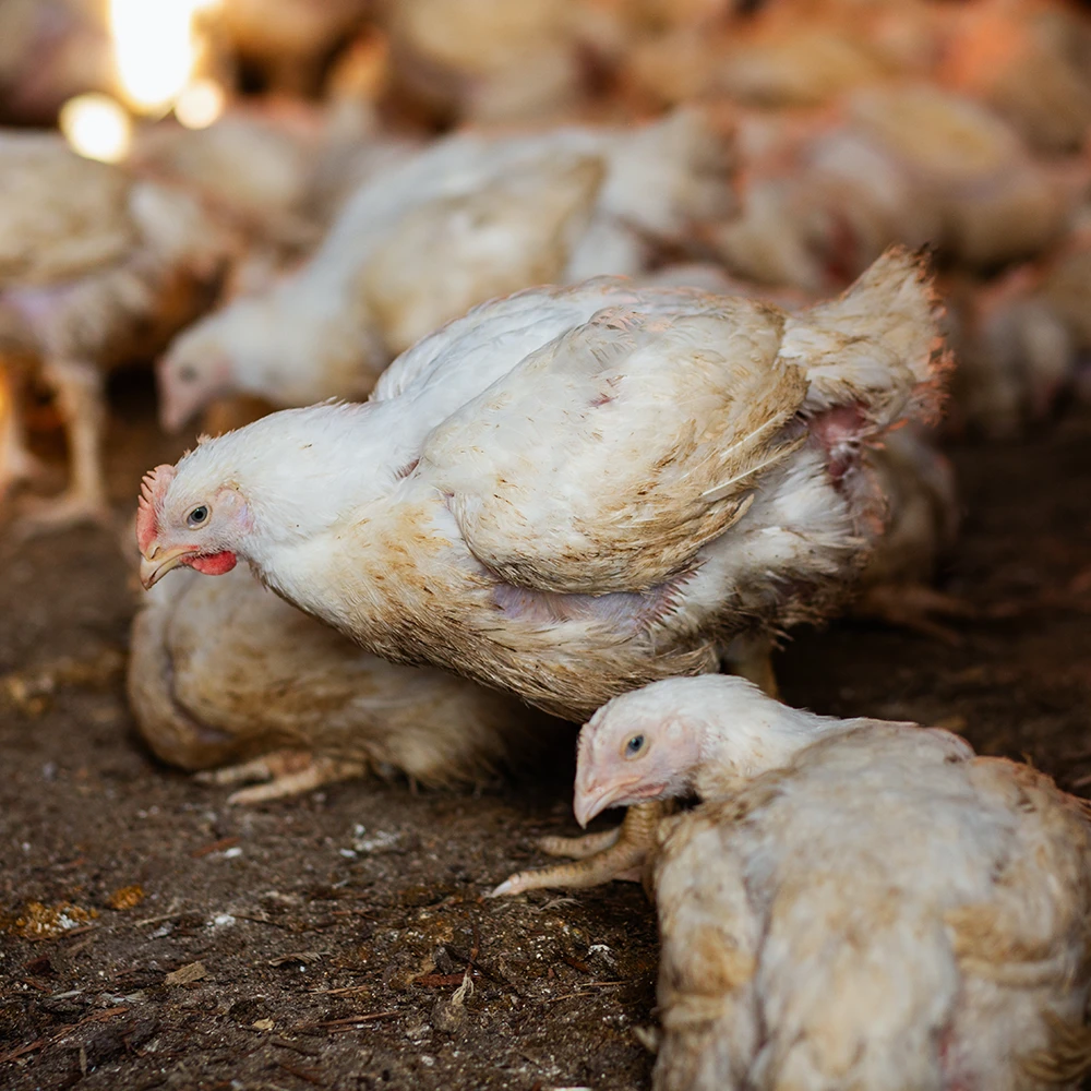 https://paradisemeadowspoultry.com/wp-content/uploads/2026/02/SQUARE-Paradise-Meadows-Poultry-Chicken-Farm-Black-Creek-Vancouver-Island-18.webp