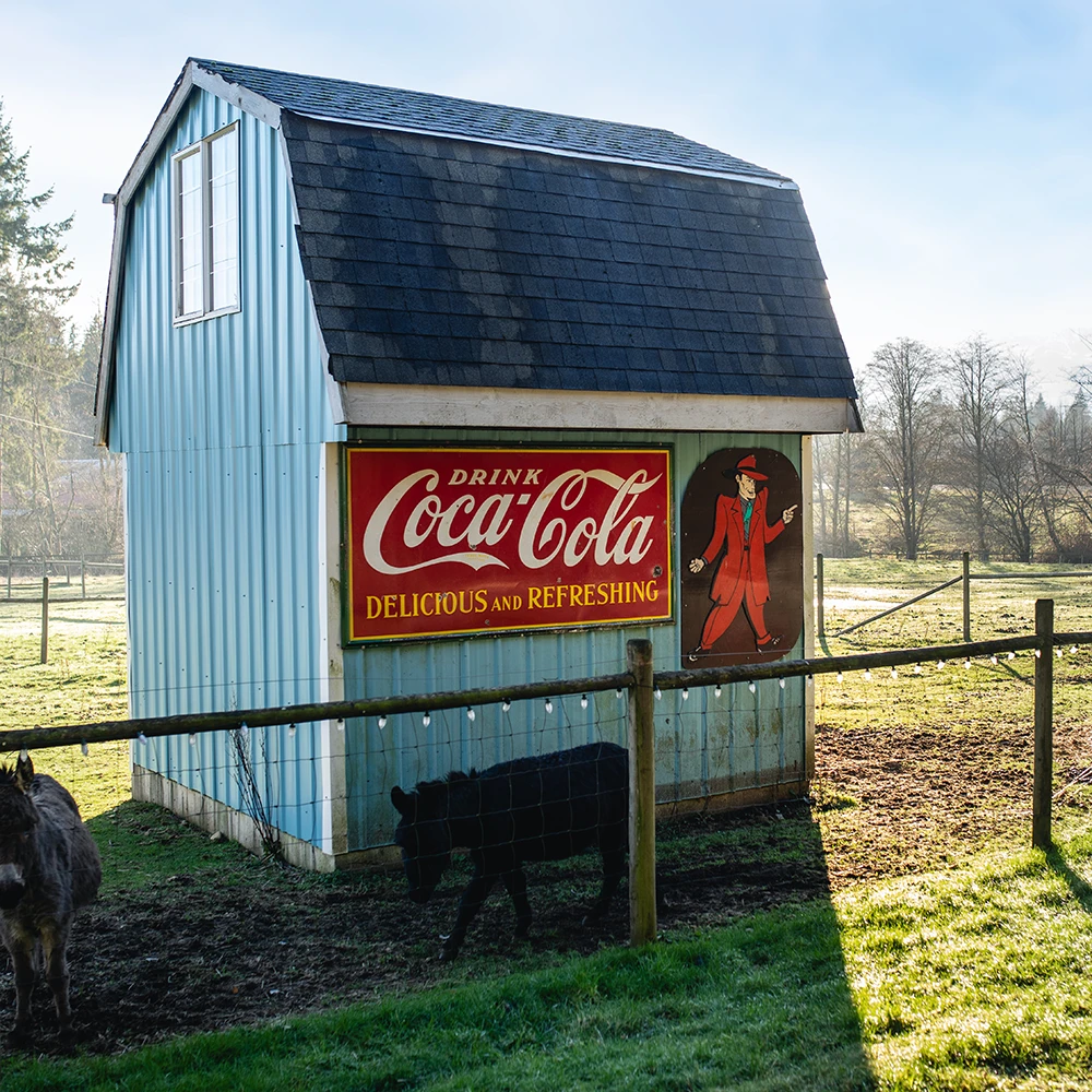 https://paradisemeadowspoultry.com/wp-content/uploads/2026/02/SQUARE-Paradise-Meadows-Poultry-Chicken-Farm-Black-Creek-Vancouver-Island-30.webp