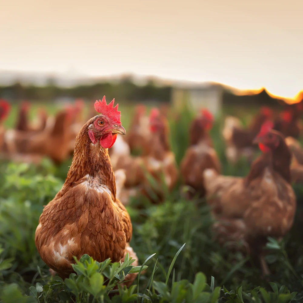https://paradisemeadowspoultry.com/wp-content/uploads/2026/02/SQUARE-Paradise-Meadows-Poultry-Chicken-Farm-Black-Creek-Vancouver-Island-8.webp